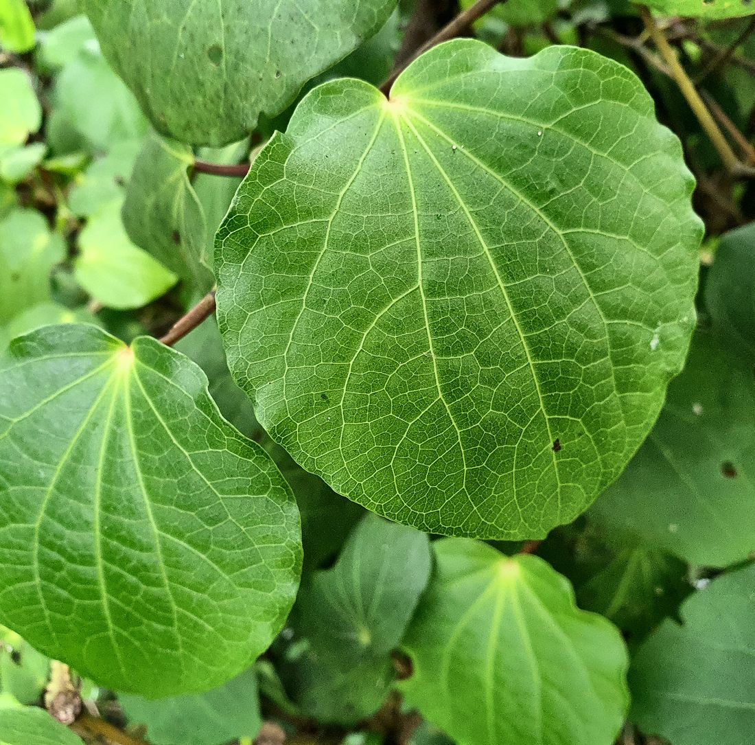 Heart-shaped kawakawa leaves